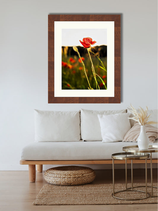 Poppy flowers #2
