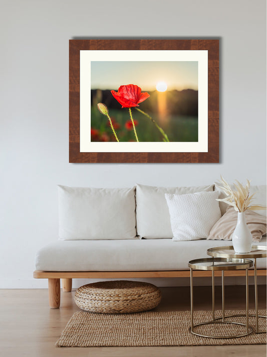 Poppy flowers #3