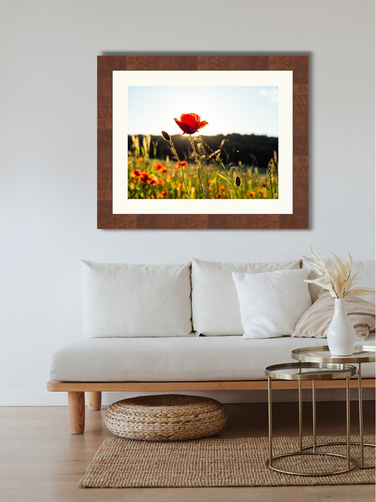 Poppy flowers #1