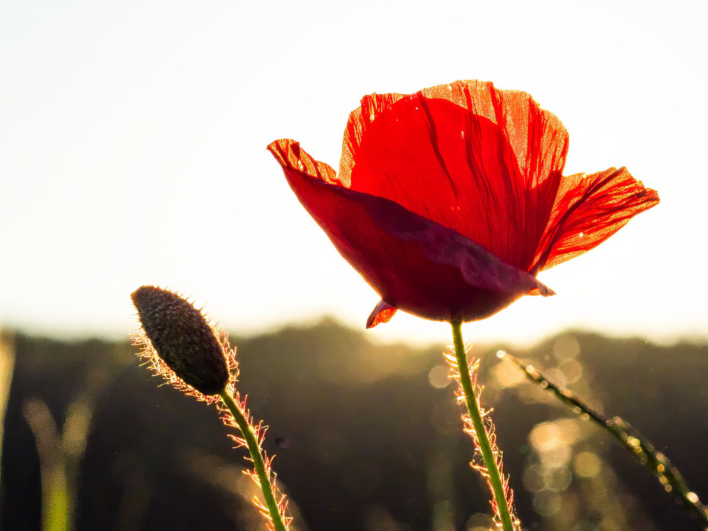 Poppy flowers #1