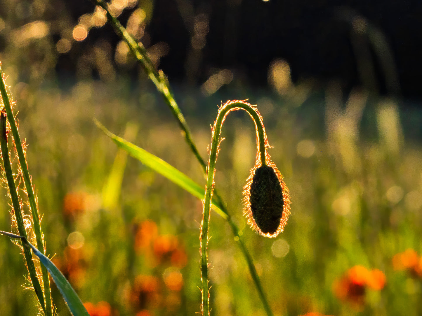 Poppy flowers #1
