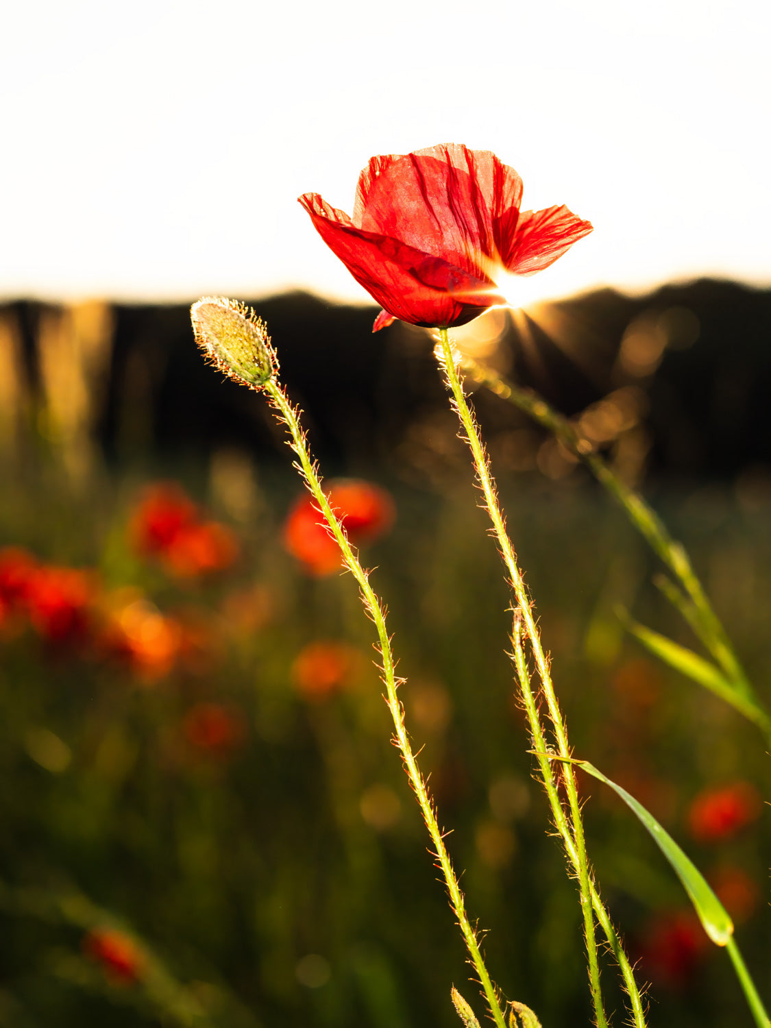Poppy flowers #2