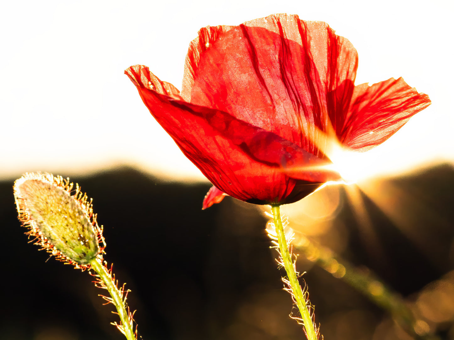 Poppy flowers #2