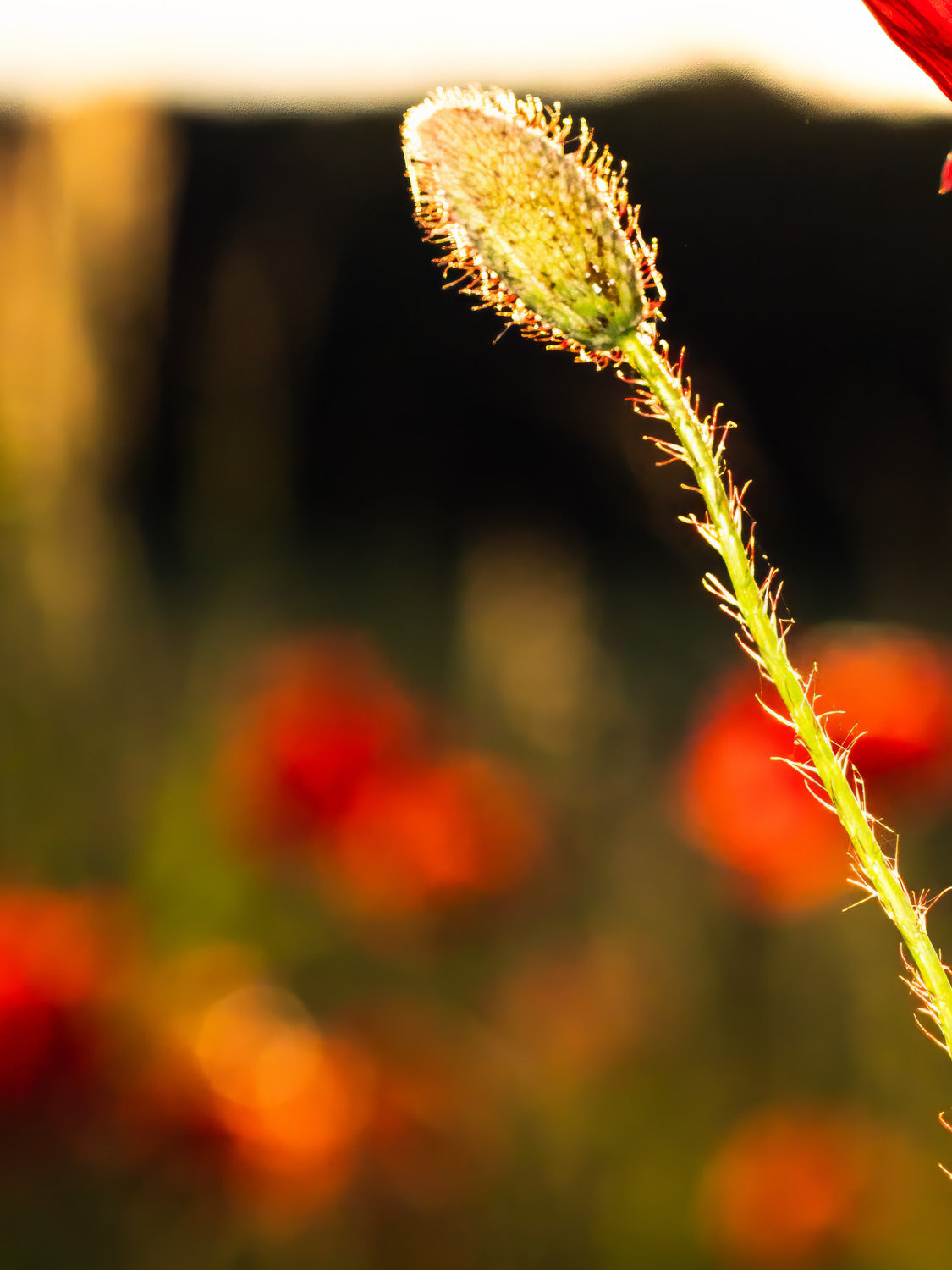 Poppy flowers #2