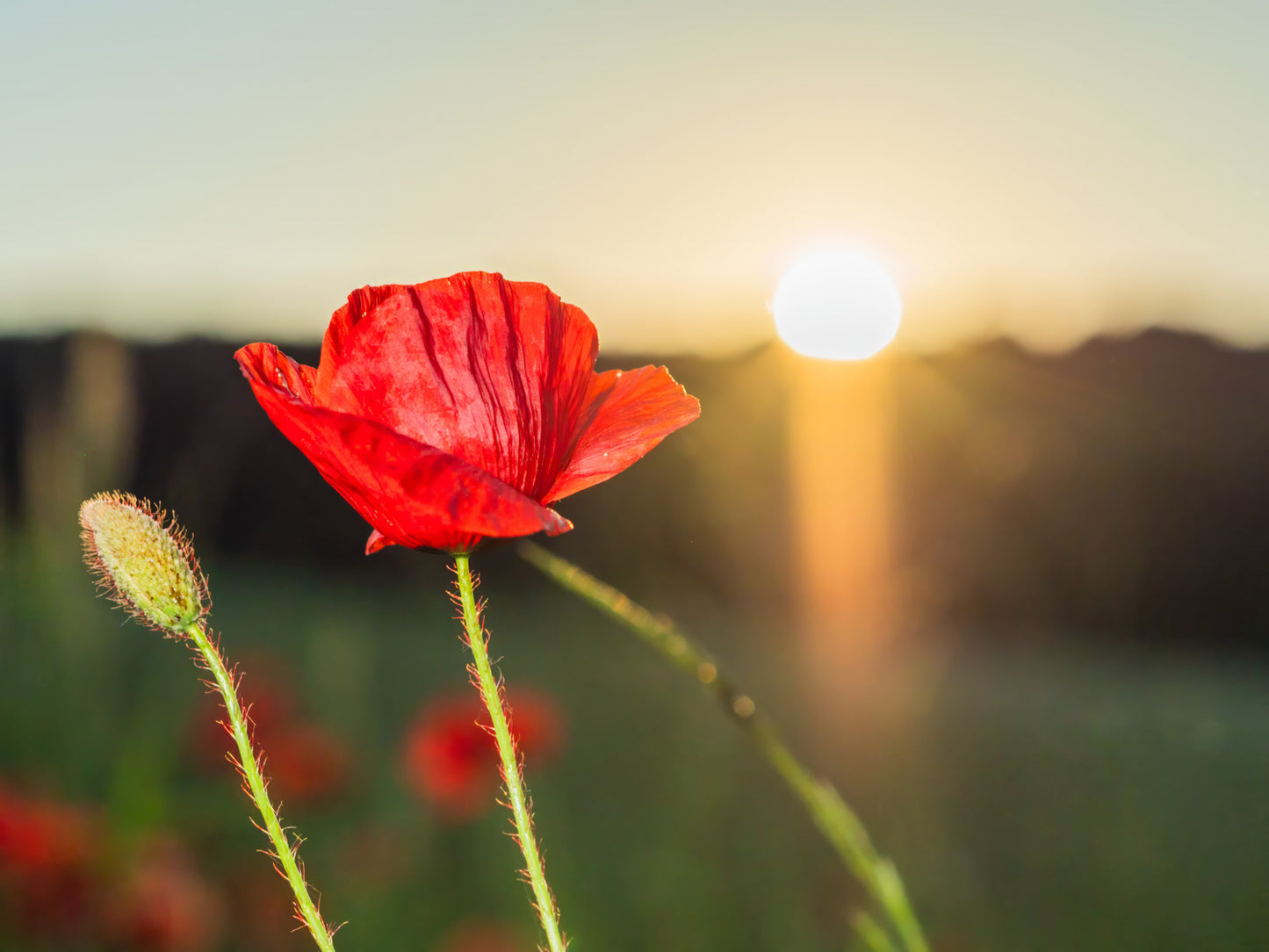 Poppy flowers #3