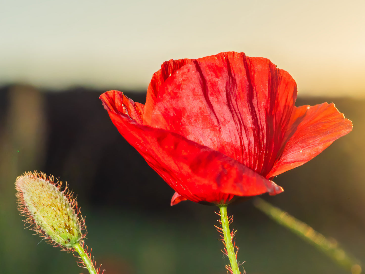 Poppy flowers #3