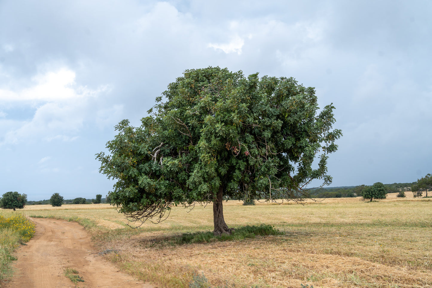 Tree North Cyprus #2