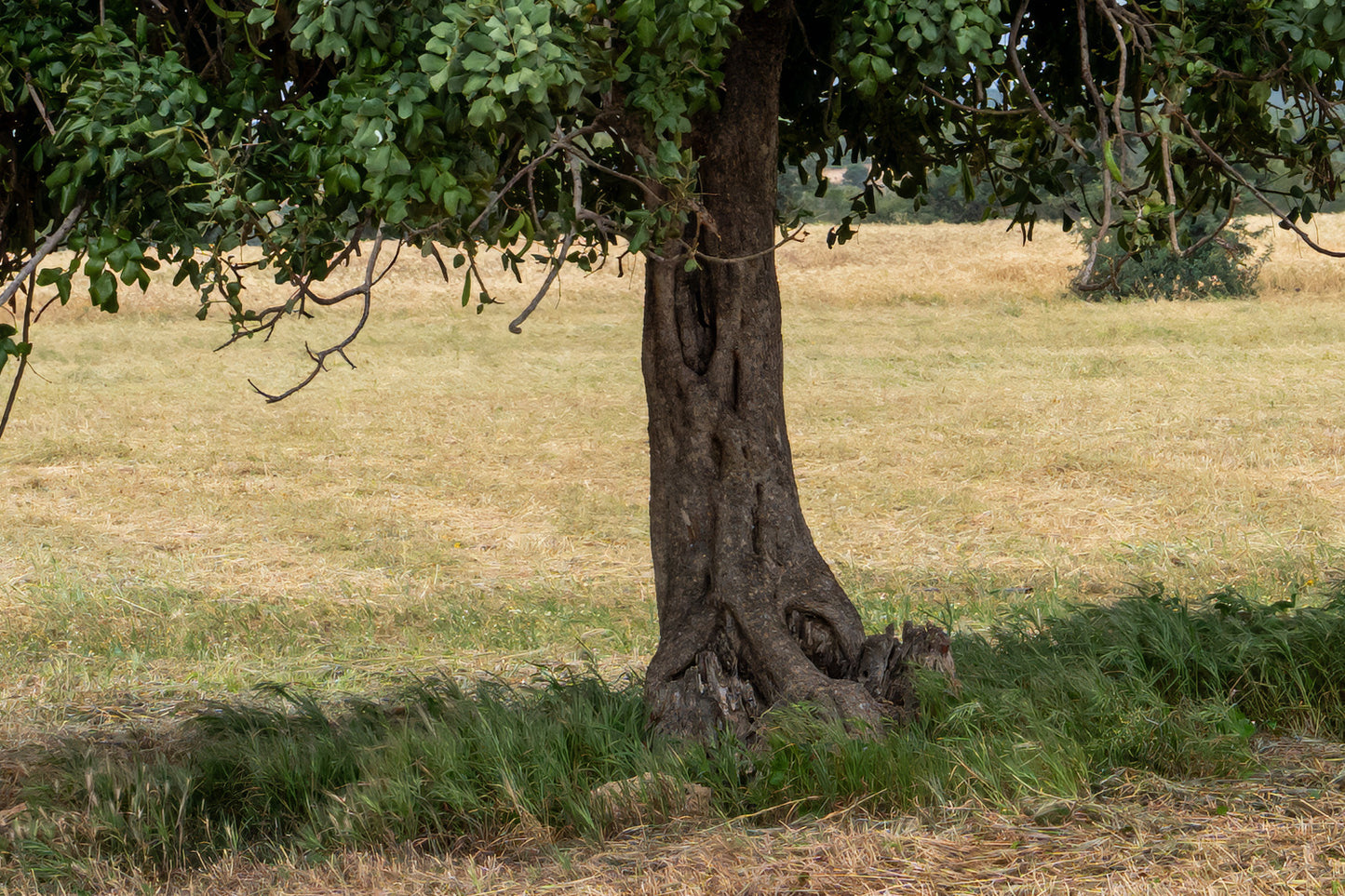 Tree North Cyprus #2