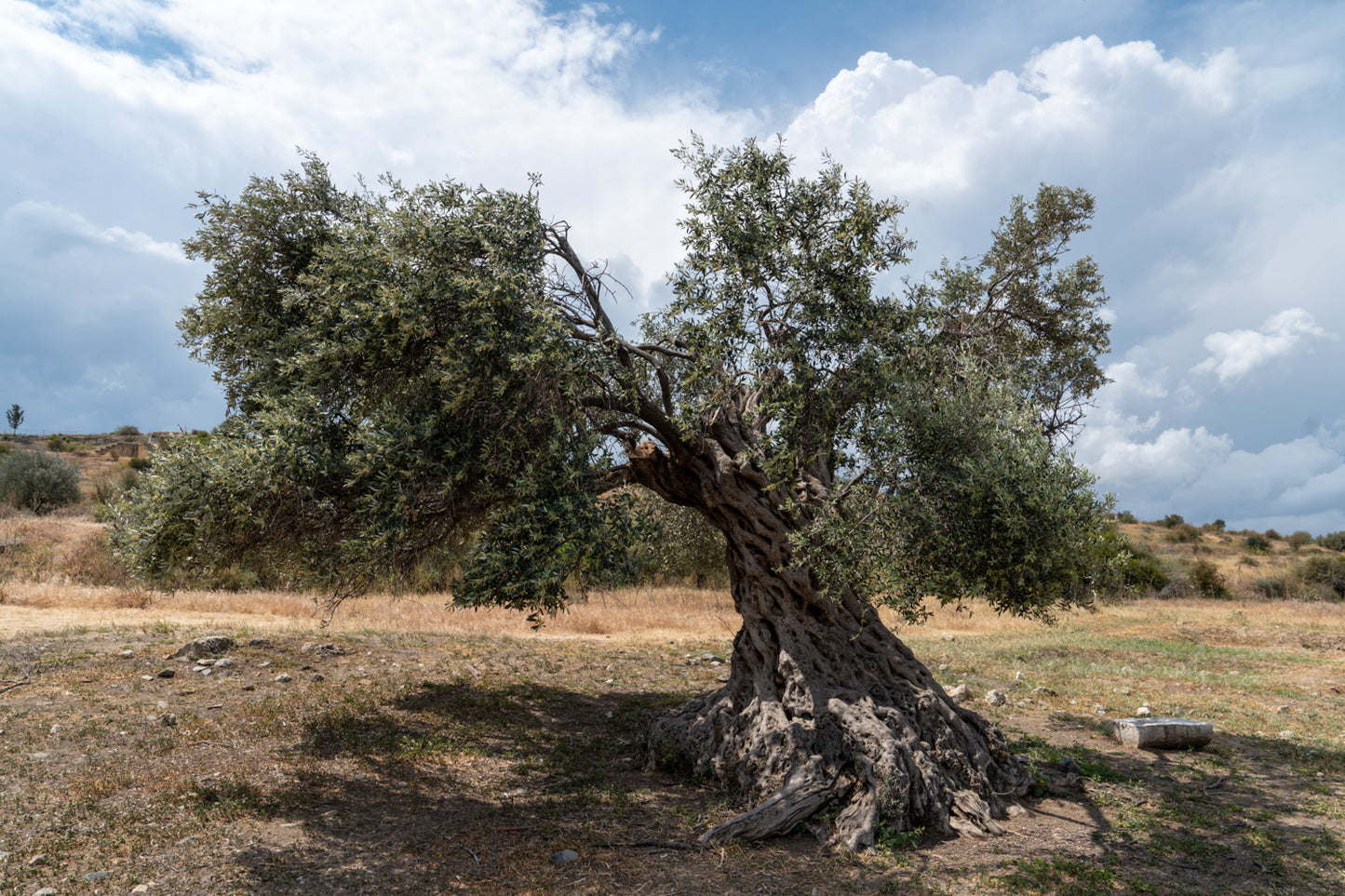 Olive tree North Cyprus #1