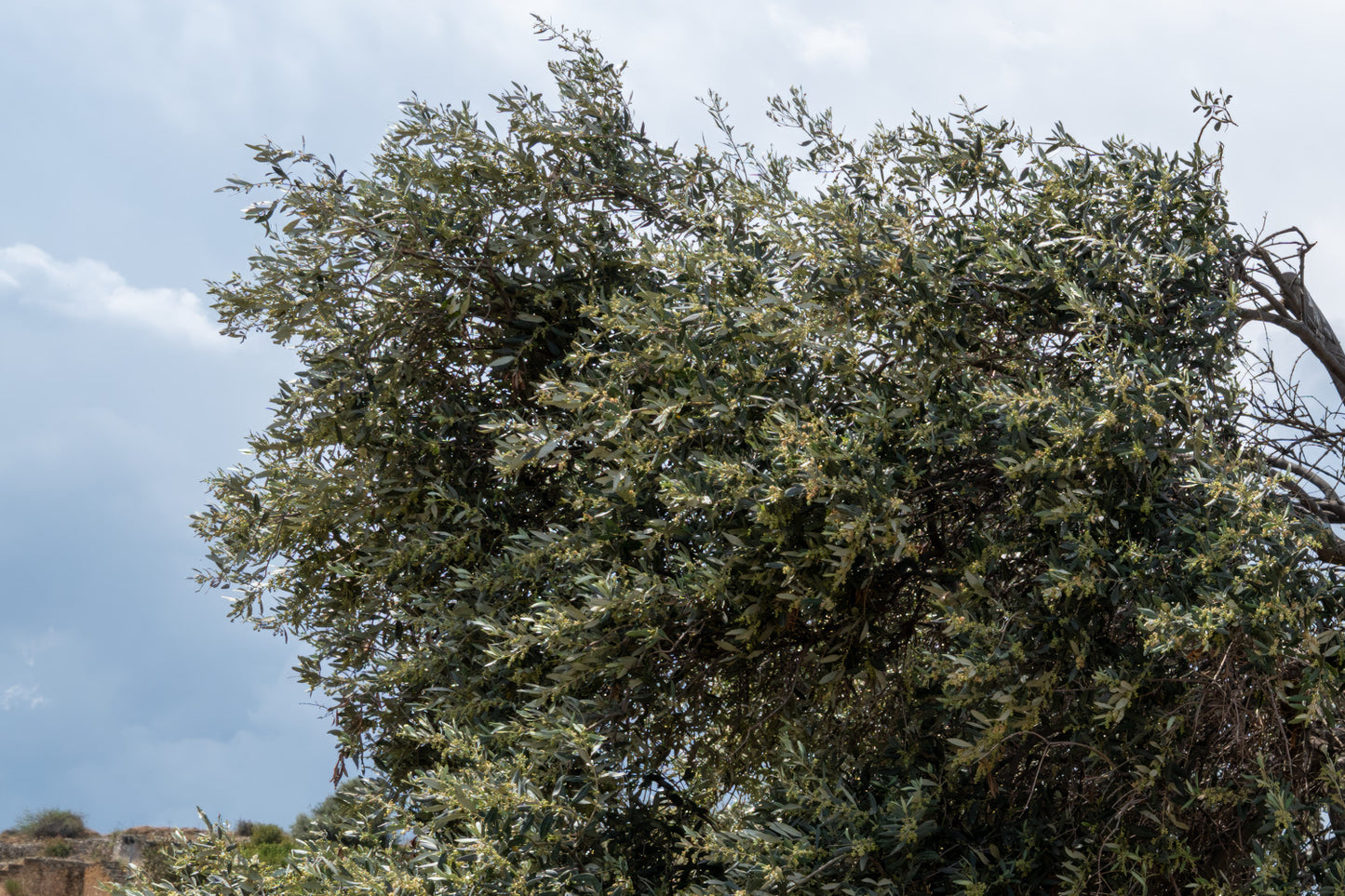 Olive tree North Cyprus #1