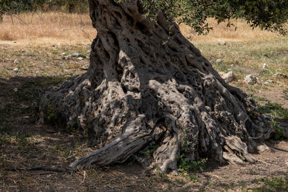 Olive tree North Cyprus #1