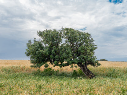 Tree North Cyprus #3