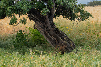 Tree North Cyprus #3